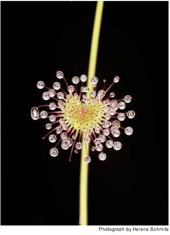 Illustration for article titled The Unfurled Petals That Lure With Sweet Poison